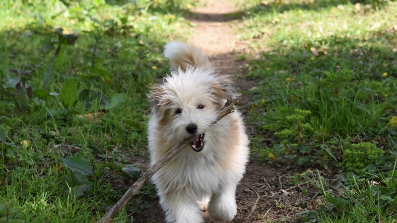 Comment éviter que votre chien perde ses poils ?