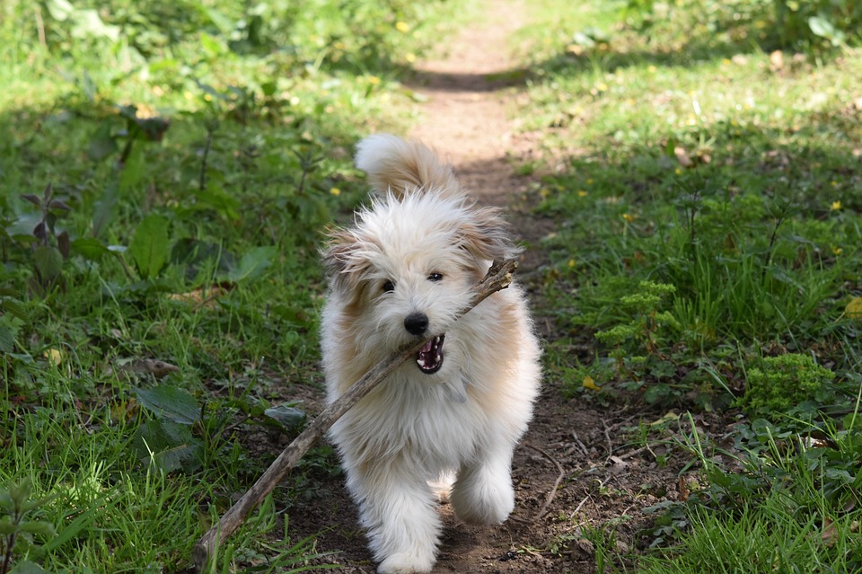 Comment éviter que votre chien perde ses poils ?