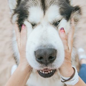 3 Jeux qui rendent un chien heureux