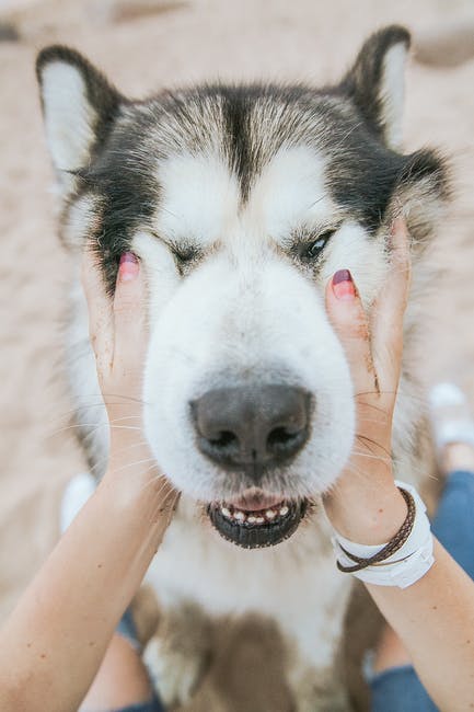 3 Jeux qui rendent un chien heureux