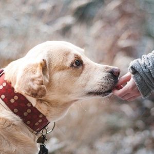 Quel est le meilleur animal de compagnie pour votre enfant ?