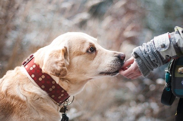 Quel est le meilleur animal de compagnie pour votre enfant ?