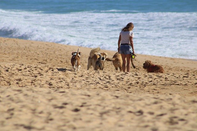 Adopter un animal : ce qu’il faut savoir