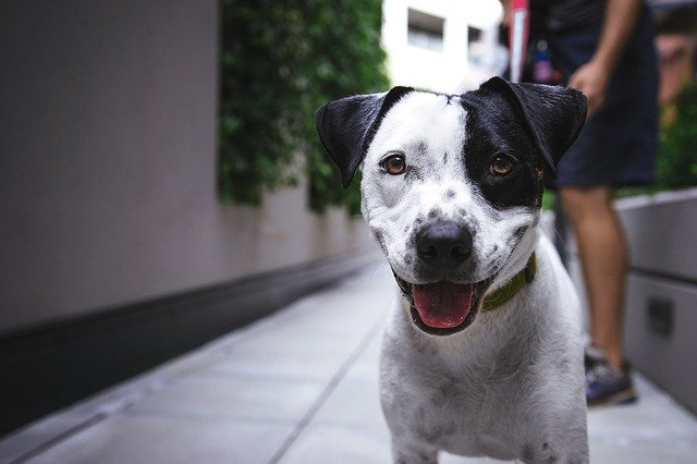 Comment bien prendre soin de nos animaux de compagnie?